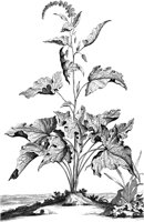 FLE014A.TIF