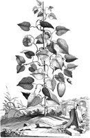 FLE009A.TIF