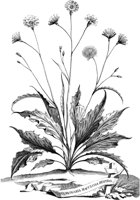 FLE006A.TIF