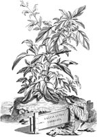 FLE005A.TIF