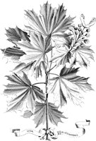 FLE001A.TIF