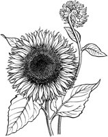 FIL014A.TIF