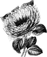FLC030L.TIF