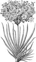 FLC030A.TIF