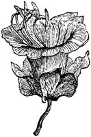 FLC029G.TIF