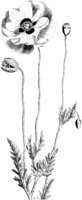FLC029A.TIF
