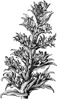 FLC028G.TIF