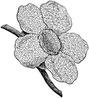 FLC028C.TIF