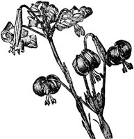 FLC027G.TIF