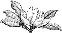 FLC027E.TIF