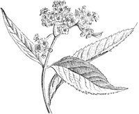 FLC027D.TIF