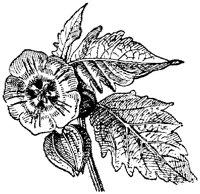 FLC026F.TIF