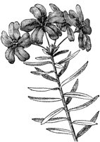FLC025G.TIF