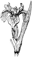 FLC025D.TIF