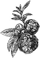 FLC025C.TIF