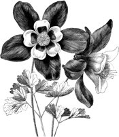 FLC024A.TIF