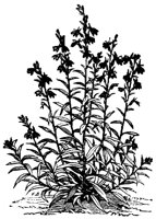 FLC022C.TIF