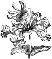 FLC021E.TIF
