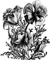 FLC021D.TIF