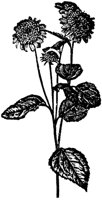 FLC020G.TIF