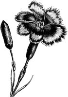 FLC019M.TIF