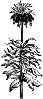 FLC019L.TIF