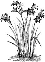 FLC019I.TIF