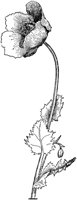 FLC019G.TIF