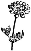 FLC018M.TIF