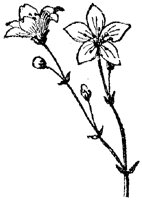 FLC018L.TIF