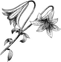 FLC018A.TIF