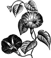 FLC017M.TIF