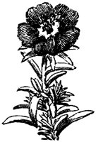 FLC017D.TIF