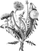 FLC017A.TIF
