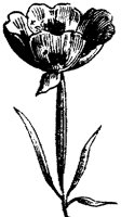 FLC016M.TIF