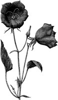 FLC016G.TIF