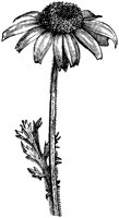 FLC016C.TIF