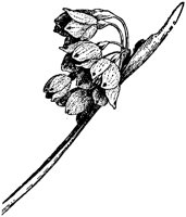 FLC015M.TIF