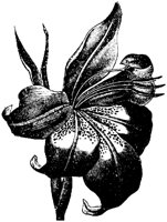 FLC015F.TIF