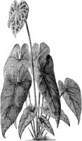 FLC015D.TIF