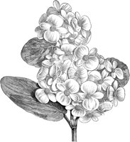 FLC015A.TIF