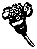 FLC014L.TIF