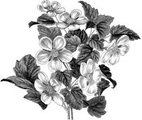 FLC014A.TIF