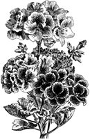 FLC013C.TIF