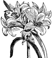 FLC012D.TIF