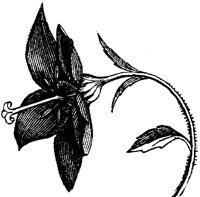 FLC011L.TIF