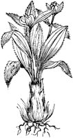 FLC011C.TIF