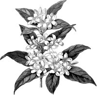 FLC011A.TIF