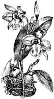 FLC010E.TIF