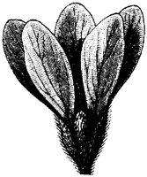 FLC008G.TIF